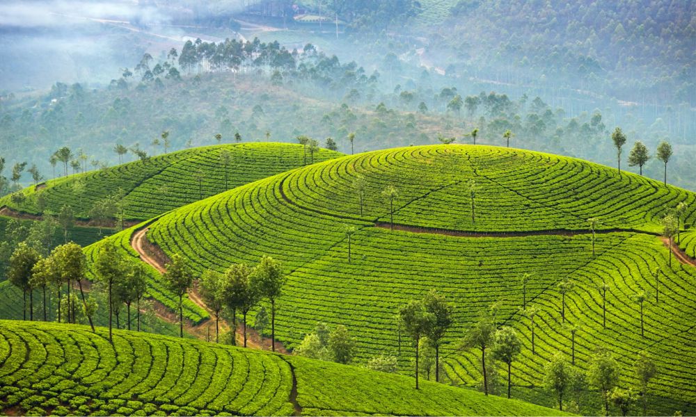 Kerala Tour 9Days 2